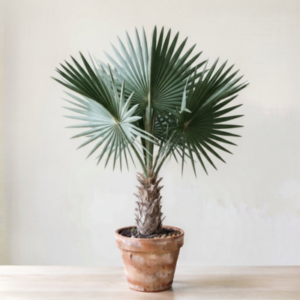 Copernasia palm