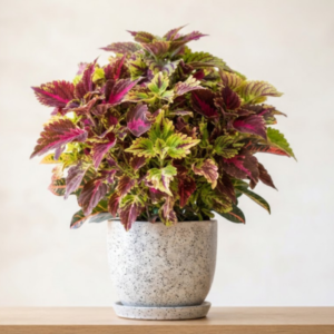 Coleus