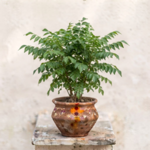 Curry Leaf