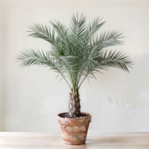 Date palm