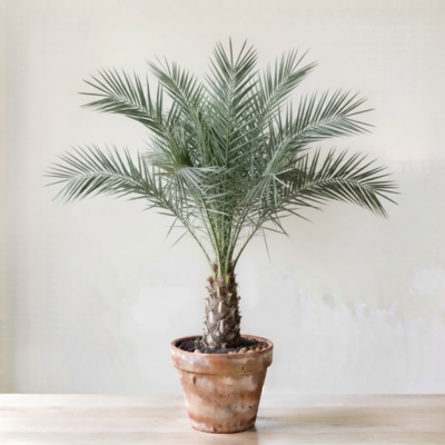 Date palm