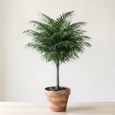Foroix palm
