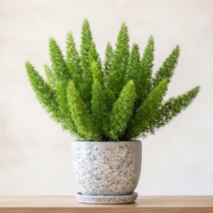 Foxtail Fern