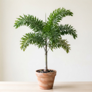Foxtail palm