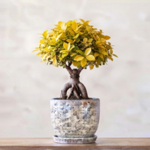 Golden Ficus