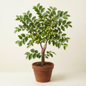 Ber Grafted