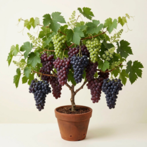 Grapes