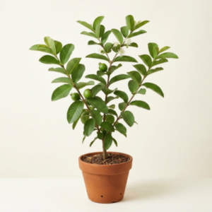 Guava plan