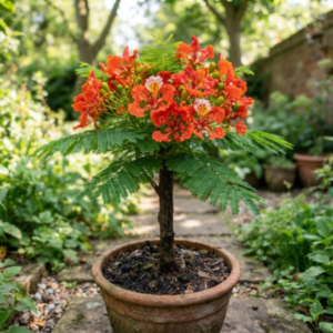 Gulmohar tree