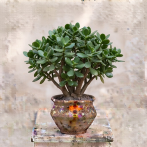 Jade Plant