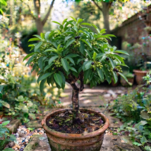 Jaman tree