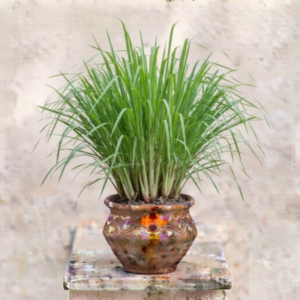 Lemongrass