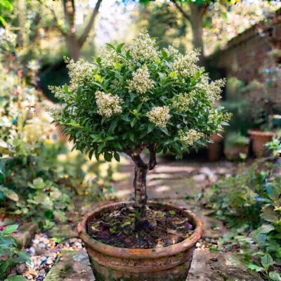 Ligrum plant tree