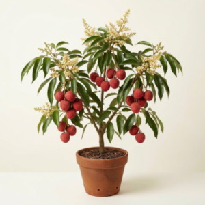 Lychee