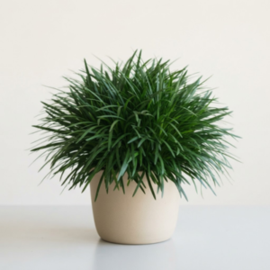 Merry Grass