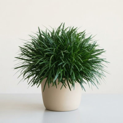 Merry Grass