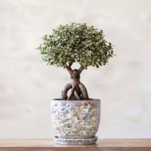 Micro Ficus