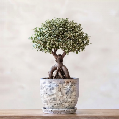 Micro Ficus