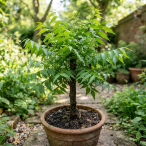 Neem plant tree