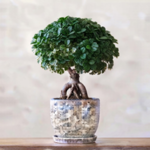 Panda Ficus