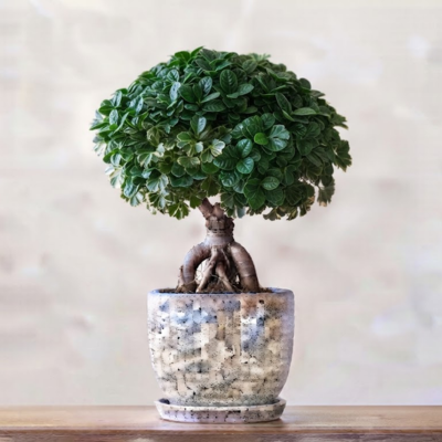 Panda Ficus
