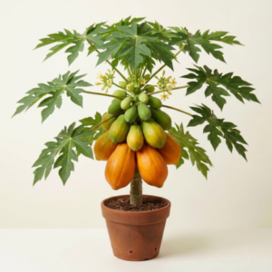 Papaya