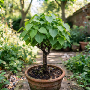 Pepal Tree