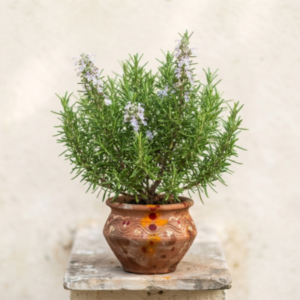 Rosemary