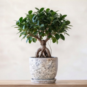 Semi manacher Ficus
