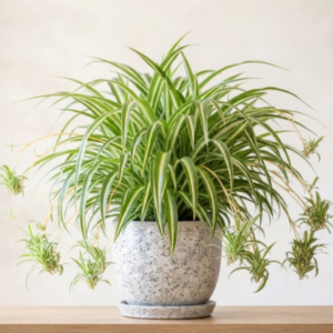 Spider plant