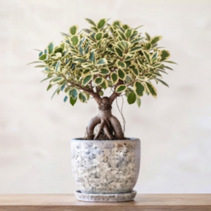 Star Ficus