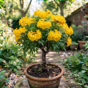 Tabebuia plant tree