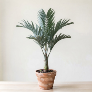 Triangle palm