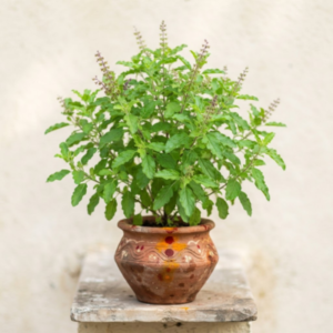 Tulsi (Holy Basil)